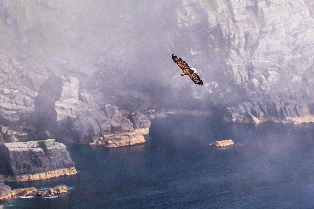 White-tailed eagle, Haliaeetus albicilla, flies at Lundeoera on Runde bird island, Atlantic Ocean, Moere and Romsdal, Norway