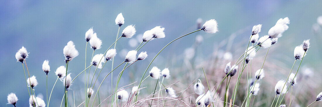 Cotton grass (Eriophorum) on a plateau, Norway