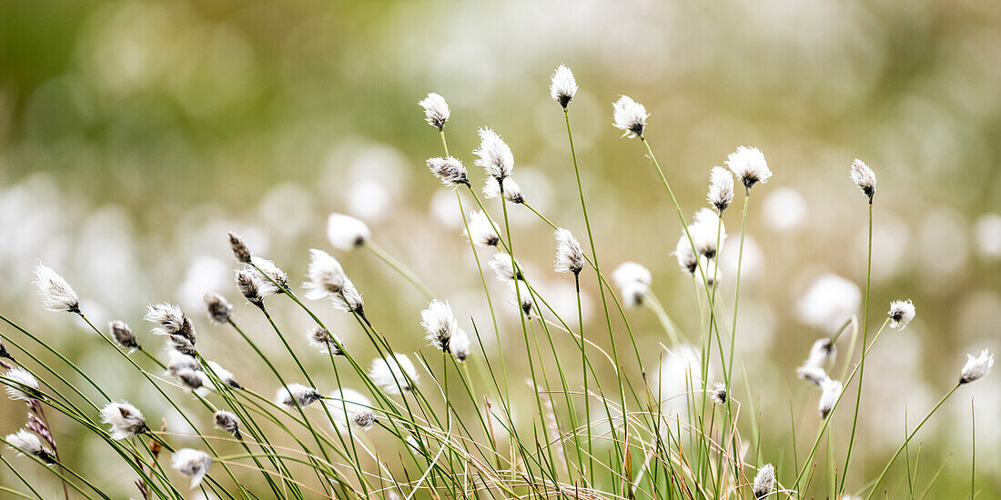 Cotton grass with bokeh(Eriophorum) in bog on a plateau, Norway