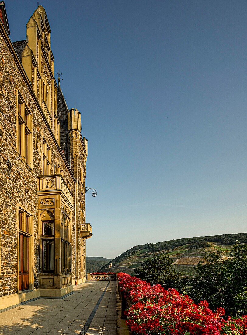 Flower-decorated terrace and main building in neo-Gothic style, Klopp Castle, in the background Ehrenfels Castle ruins, Bingen and Rüdesheim, Upper Middle Rhine Valley World Heritage Site, Germany