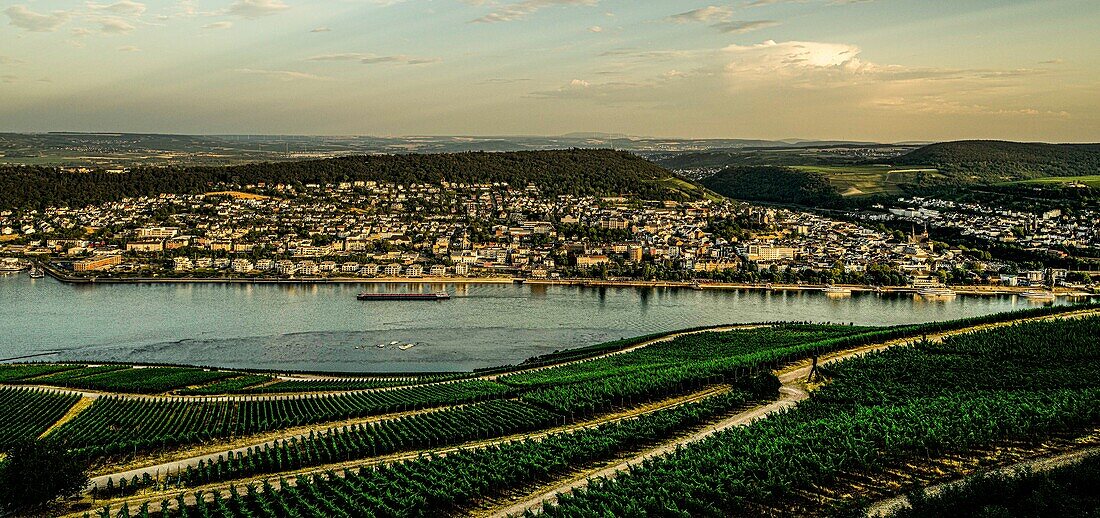 Weinberge am Niederwald und Blick auf Bingen im Abendlicht, Oberes Mittelrheintal, Rheinland-Pfalz, Deutschland