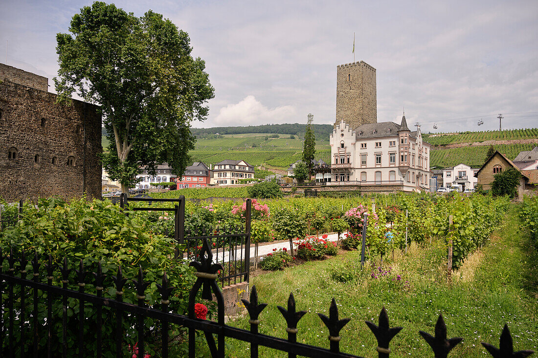Blick über Weingarten zur Boosenburg mit der Villa der Weinkellerei Carl Jung, Rüdesheim am Rhein, Rheingau-Taunus-Kreis, Hessen, Deutschland, Europa