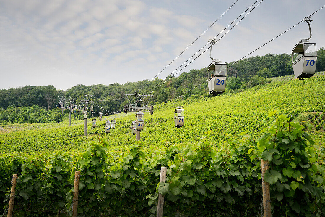 UNESCO World Heritage &quot;Upper Middle Rhine Valley&quot;, cable car over the vineyards to the Niederwald Monument, Ruedesheim am Rhein, Rheingau-Taunus district, Hesse, Germany, Europe