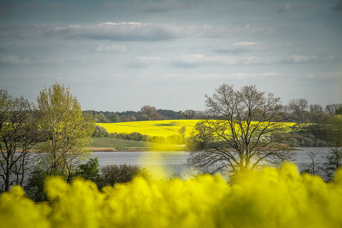 Rapsfelder bei Boknis an der Schlei, Schleswig-Holstein, Deutschland, Europa