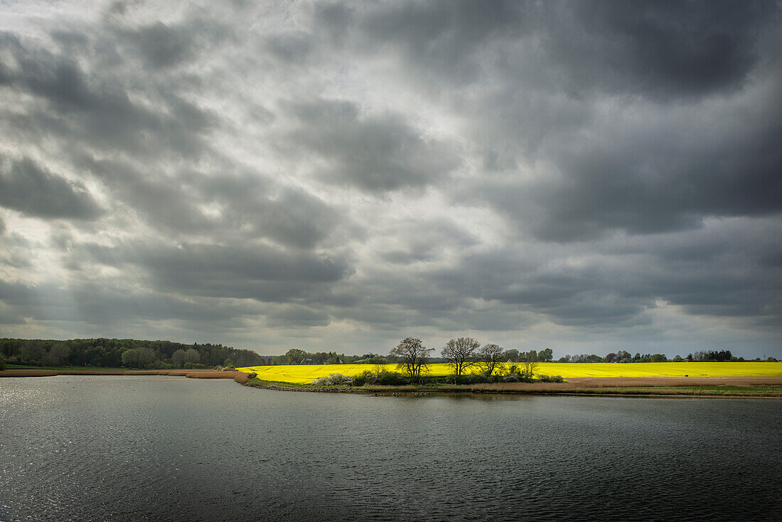 Rape field near Rabelsund on the Schlei river, Schleswig-Holstein, Germany, Europe