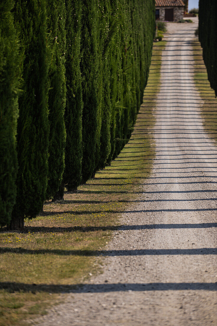 Val d'Orcia, a tree-lined avenue from traditional cypress, Tuscany, Italy