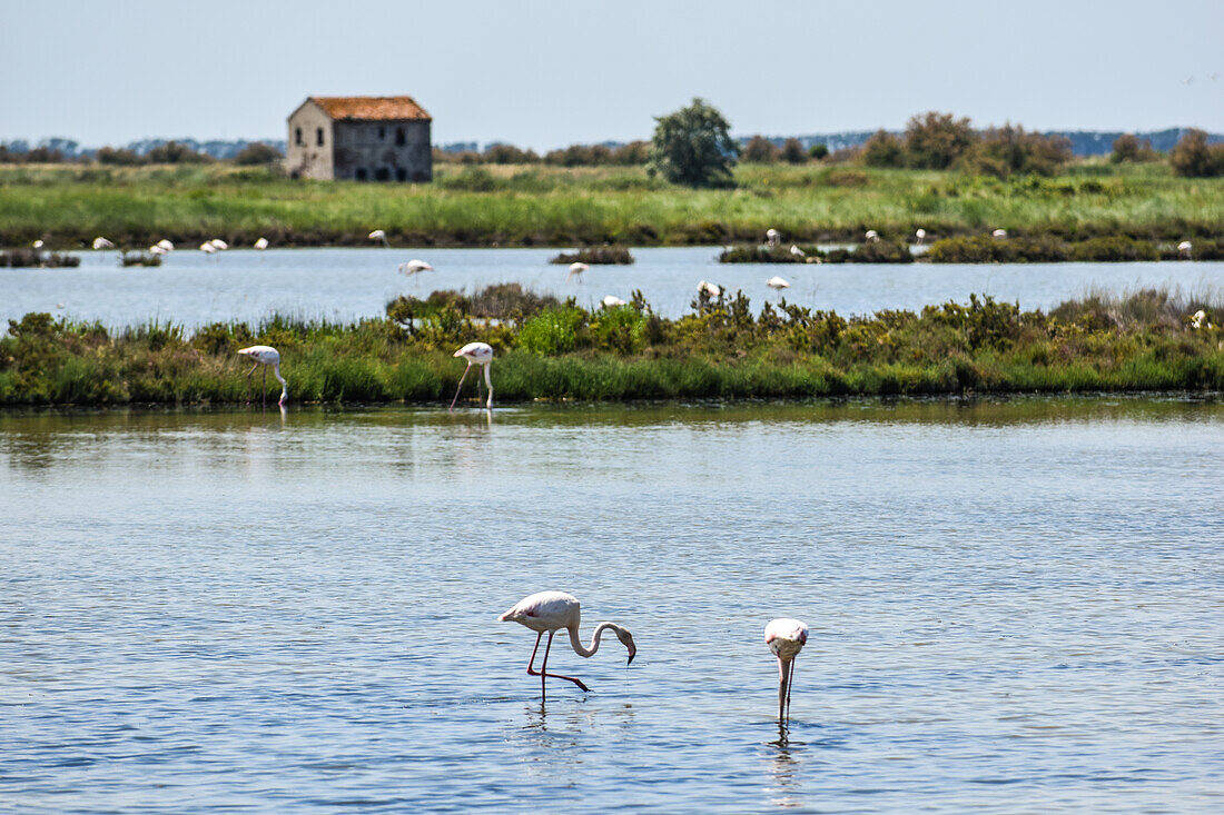 Naturpark Po-Delta, Venetien, Italien