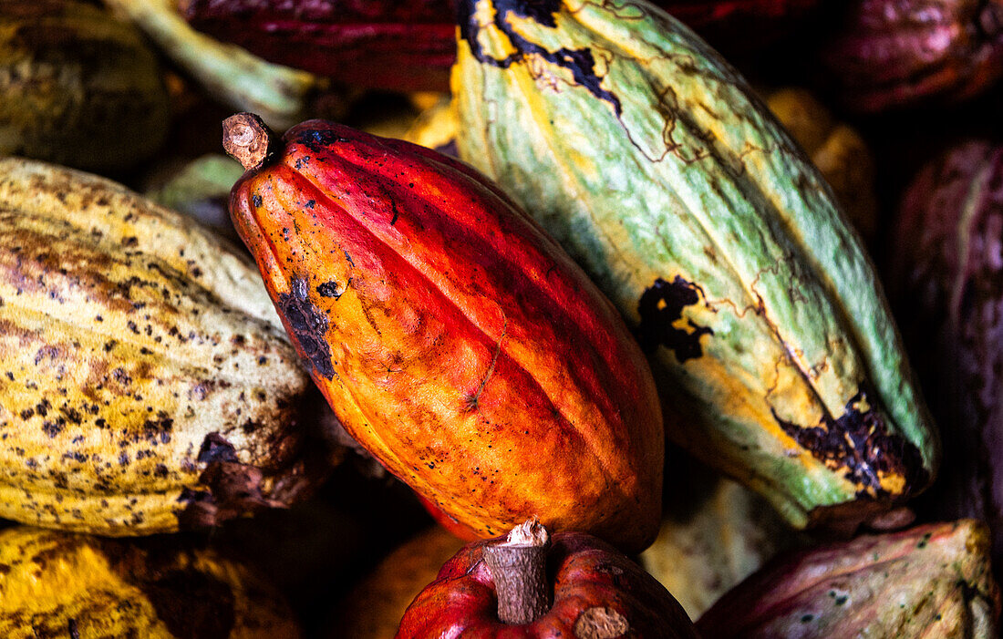 „Bitter-süße Farben“, bunte Schokoladenfrüchte, Costa Rica