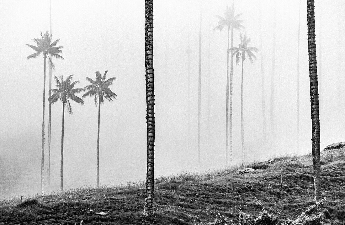 Schwarz-weiße „Fogy Cocora“, höchste Palmen der Welt, Wachspalmen, Cocora-Tal, Salento, Kolumbien