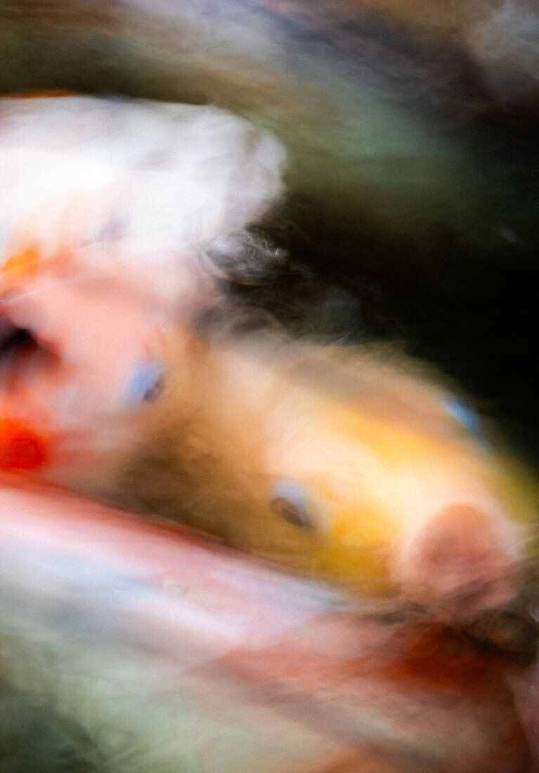 Fish Blur, Koi Fische