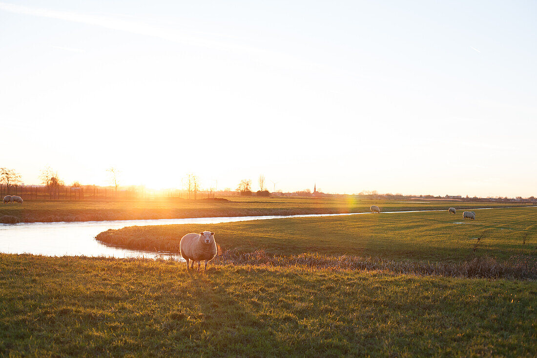 Gouda, The Netherlands, Landscape, Sheep, sunset, countryside