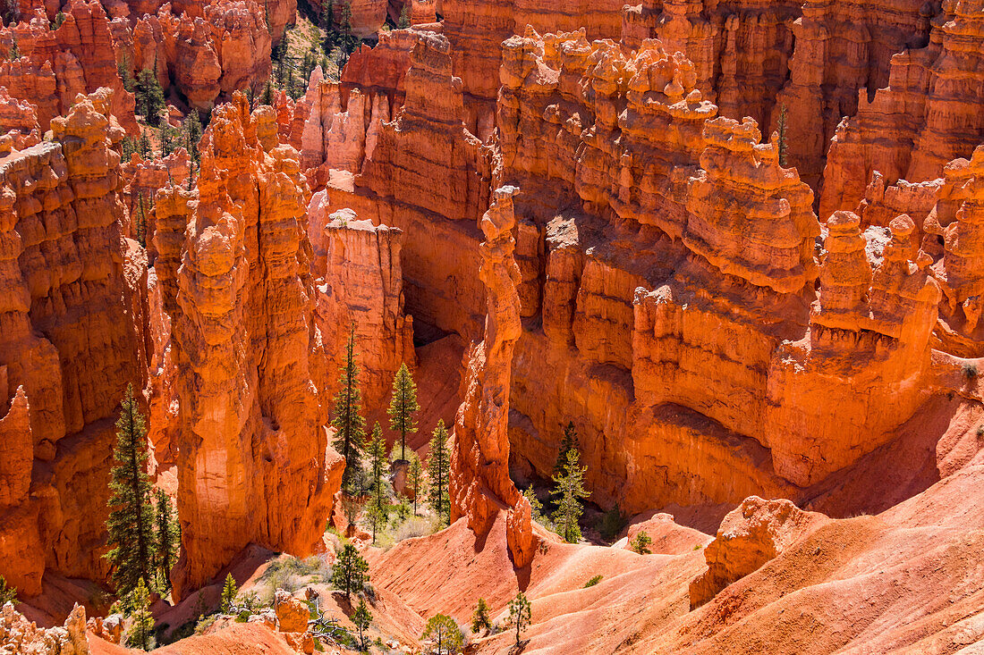 View from the Rim Trail in Bryce Canyon of prominent hoodoos and trees in the Navajo Loop, Utah, western United States