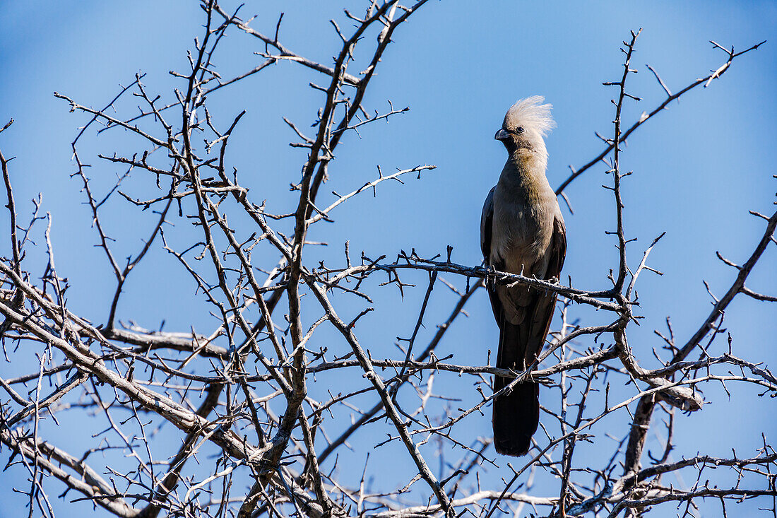 Ein markanter grauer Lärmvogel freigestellt vor blauem Himmel zwischen den Ästen eines kahlen Baumes, Etosha Nationalpark, Namibia, Afrika