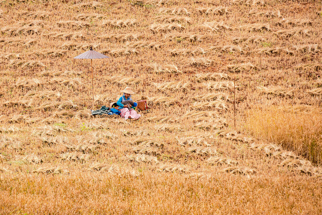 A Burmese woman wearing a hat sits among bundles of rice harvesting in a paddy field in the Taunggyi region, Myanmar