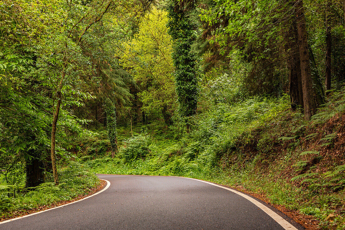 Enge malerische Straße durch die feuchten Wälder und Berge des Naturpark Sintra-Cascais westlich von Lissabon, Portugal