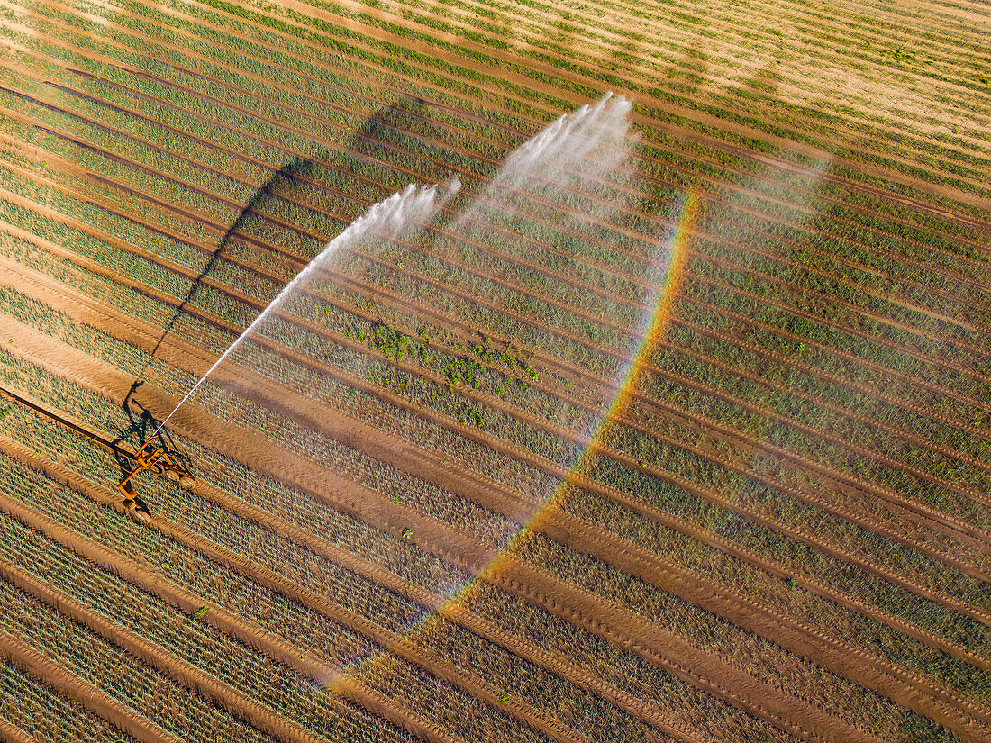Bewässerung auf einem Feld mit Regenbogen aus der Luft gesehen, Deutschland