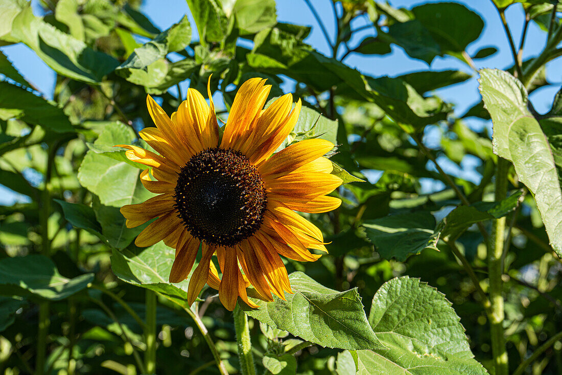 Blühende Sonnenblume auf einem Feld an einem sonnigen Tag