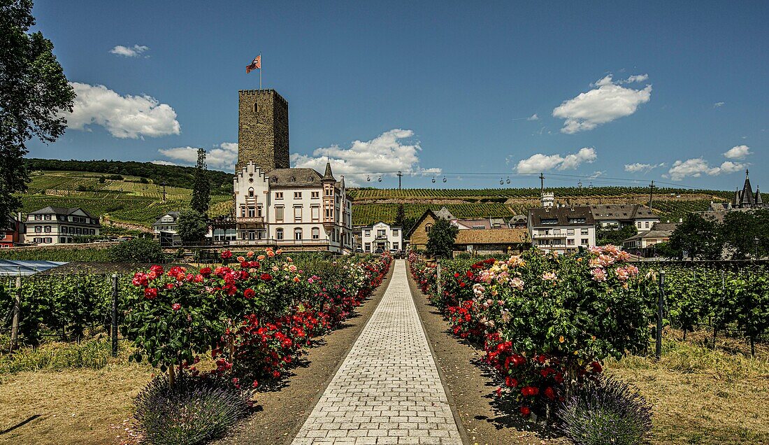 View over a winery to the Boosenburg (12th century) and a villa (1872) in neo-Gothic style, in the background the Rüdesheim cable car to the Niederwald Monument, Rüdesheim, Upper Middle Rhine Valley World Heritage Site, Hesse, Germany