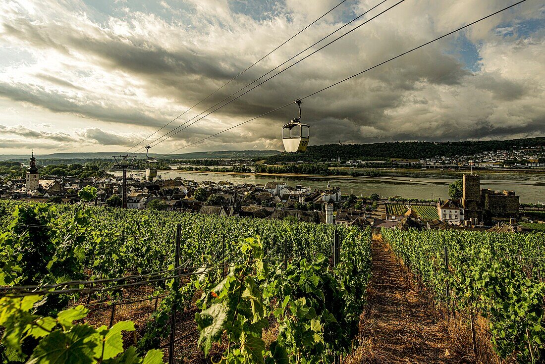 Seilbahn Rüdesheim im Morgenlicht, Blick über einen Weinberg auf die Altstadt von Rüdesheim und das Rheintal, Oberes Mittelrheintal, Hessen, Deutschland