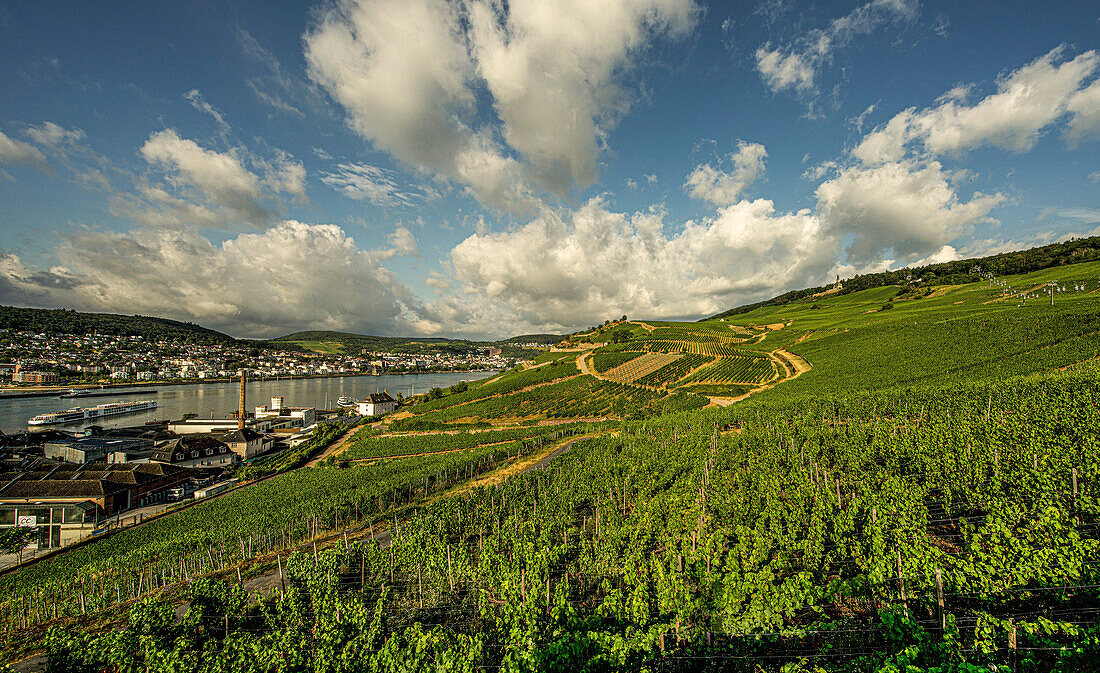 Blick über das Weinbaugebiet Rüdesheim, am Rheinufer die Weinbrennerei Asbach, am Westufer des Rheins Bingen mit Altstadt und Rheinpromenade, Oberes Mittelrheintal, Hessen, Deutschland