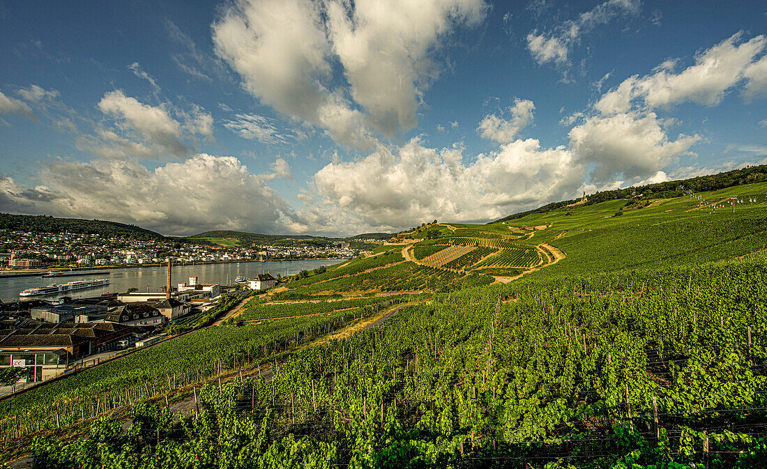 View over the Rüdesheim wine-growing region, the Asbach distillery on the Rhine bank, Bingen on the west bank of the Rhine with the old town and Rhine promenade, Upper Middle Rhine Valley, Hesse, Germany