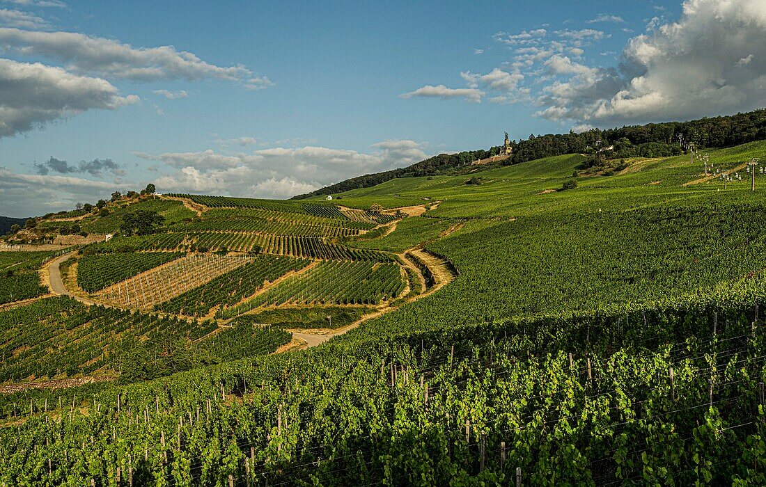 View over Rüdesheim vineyards to the Niederwald Monument, Rüdesheim, Upper Middle Rhine Valley, Hesse, Germany