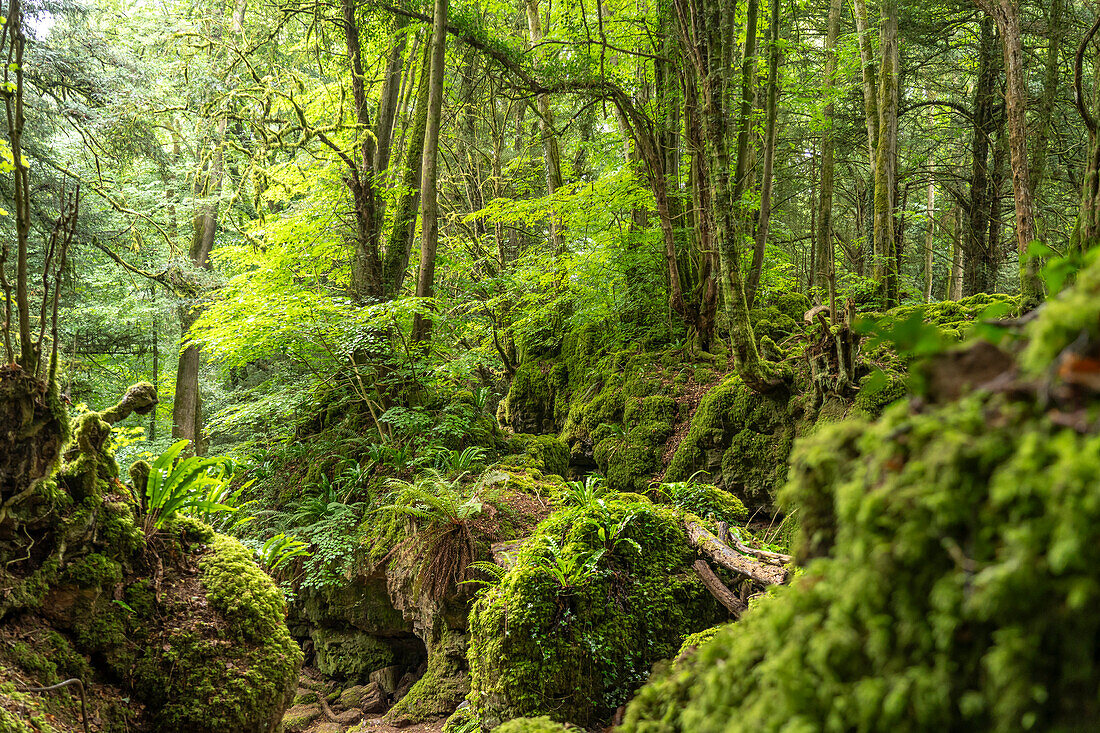 Waldgebiet Forest of Dean, Gloucestershire, England, Großbritannien, Europa  
