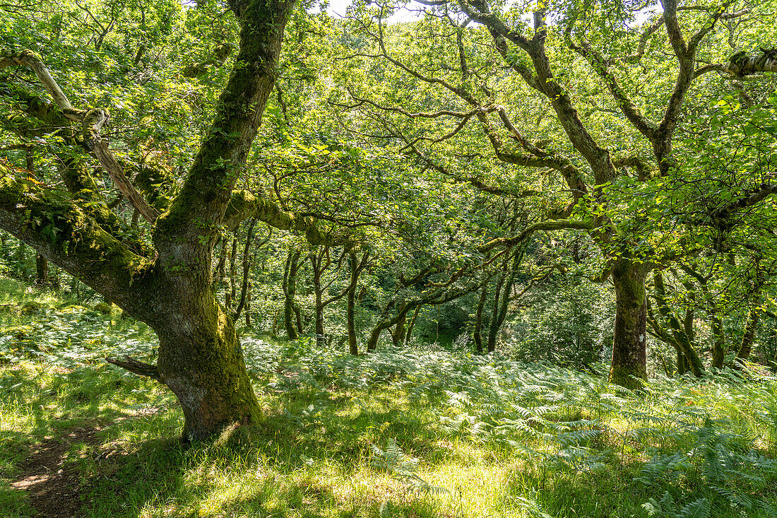 Der Wald im Ty Canol National Nature Reserve, Pembrokeshire, Wales, Großbritannien, Europa  
