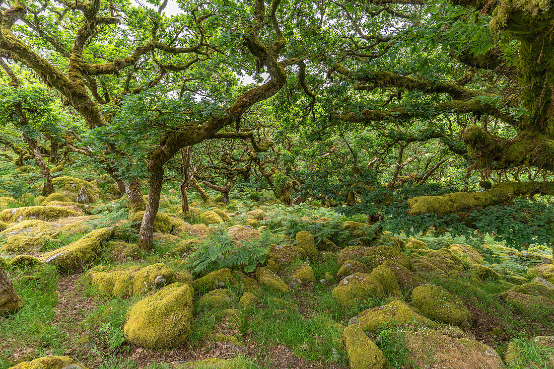 Waldgebiet Wistmans Wood, Dartmoor, Devon, England, Großbritannien, Europa 