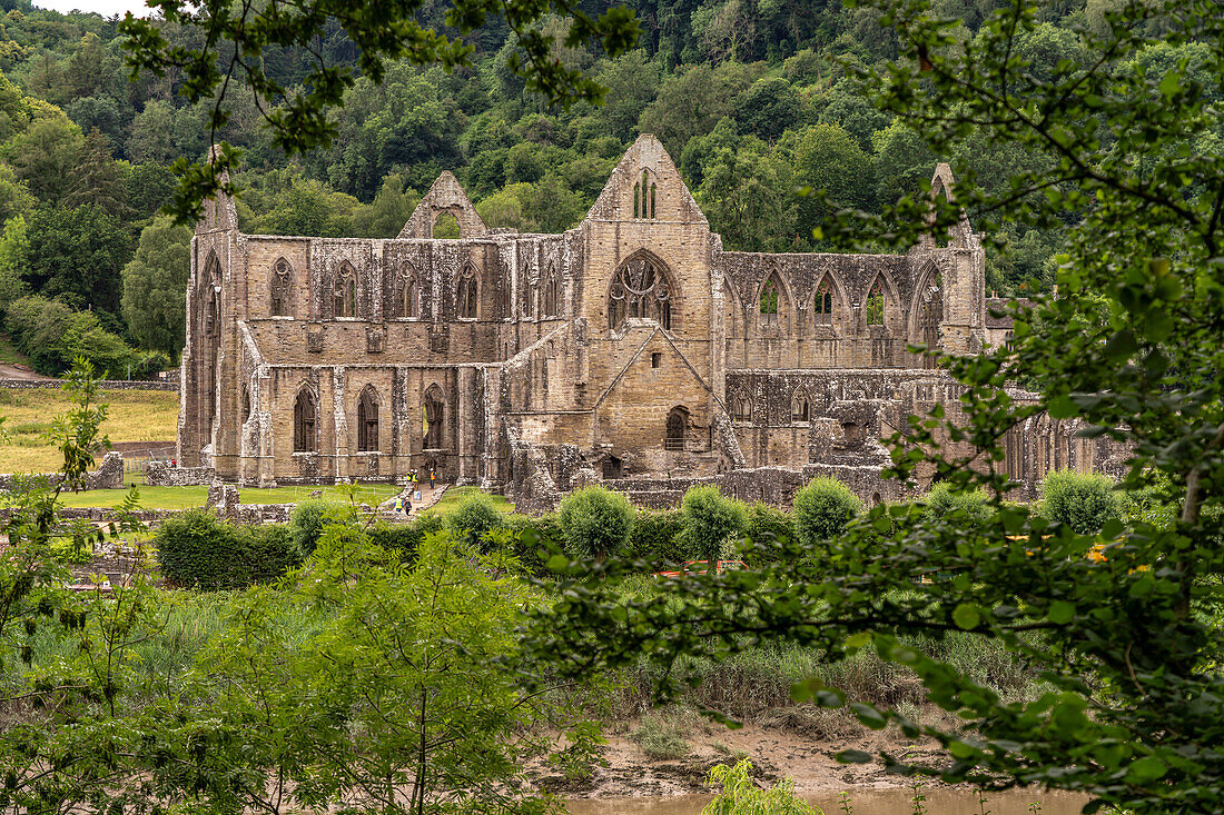 The ruins of Tintern Abbey in the Wye Valley, Tintern, Monmouth, Wales, United Kingdom, Europe