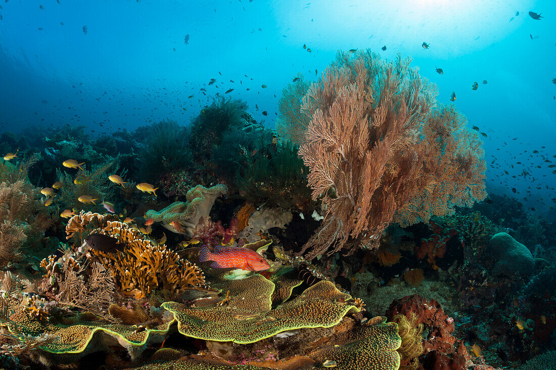 Buntes Korallenriff, Raja Ampat, West Papua, Indonesien