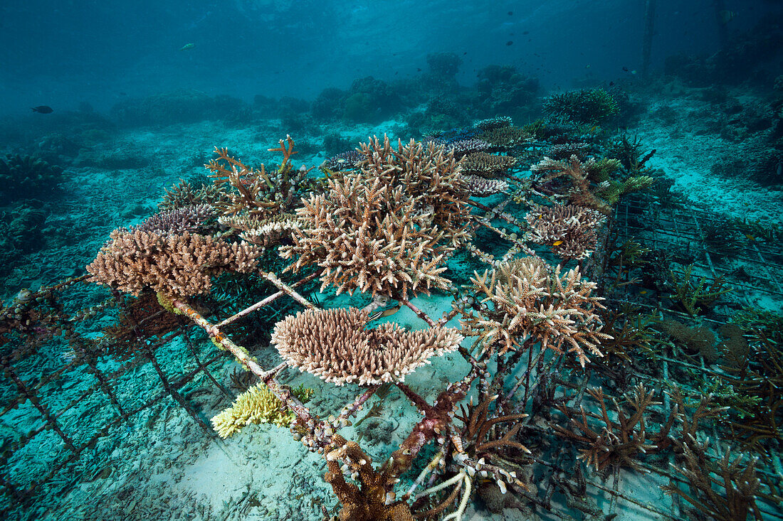 Riffaufbau Projekt, Raja Ampat, West Papua, Indonesien