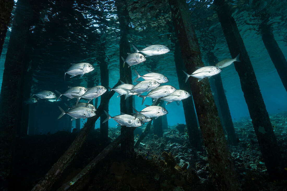 Schwarm Stachelmakrelen unter Steg, Caranx sexfasciatus, Raja Ampat, West Papua, Indonesien