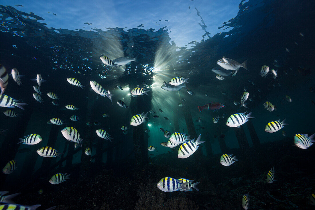 Schwarm Riffbarsche unter Steg, Abudefduf vaigiensis, Raja Ampat, West Papua, Indonesien