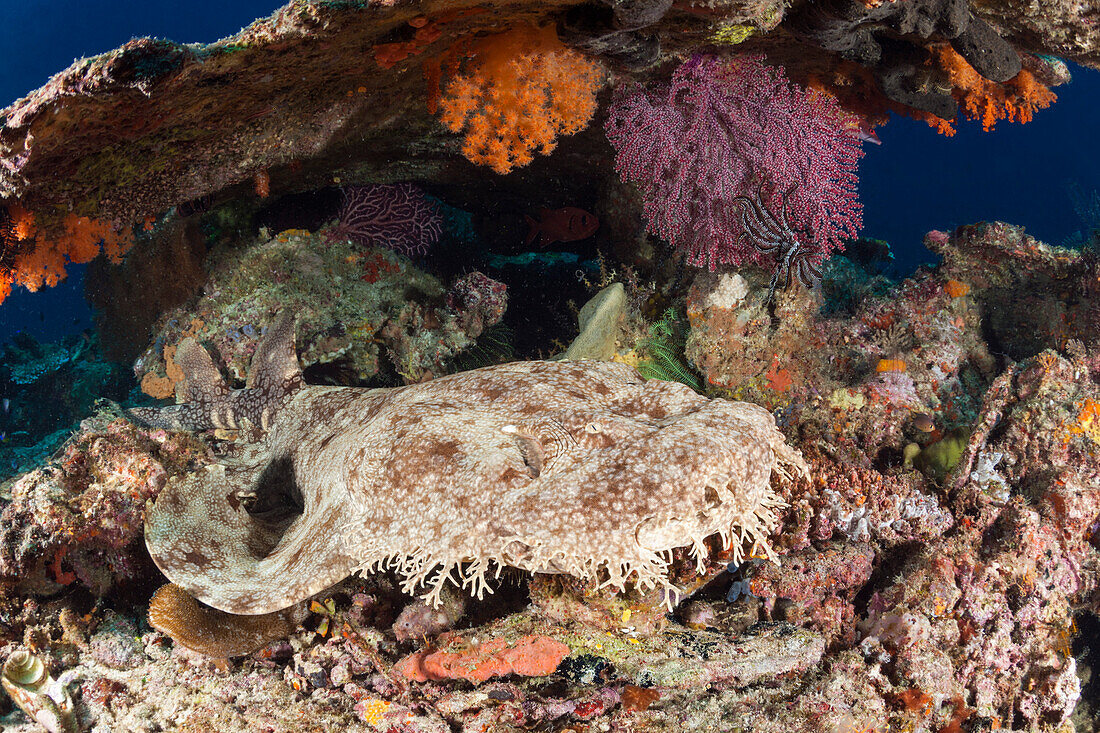 Fransen-Wobbegong, Eucrossorhinus dasypogon, Raja Ampat, West Papua, Indonesien