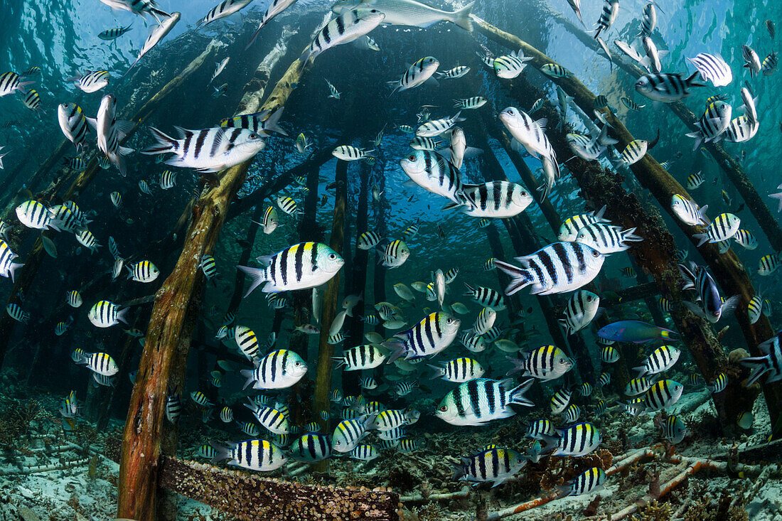 School of Damselfish under Jetty, Abudefduf vaigiensis, Raja Ampat, West Papua, Indonesia