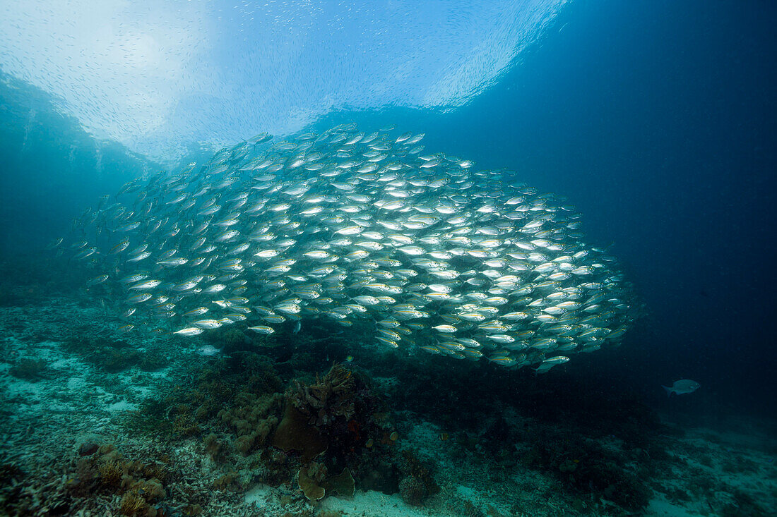 Shoal of Bigmouth mackerel, Selar crumenophthalmus, Raja Ampat, West Papua, Indonesia