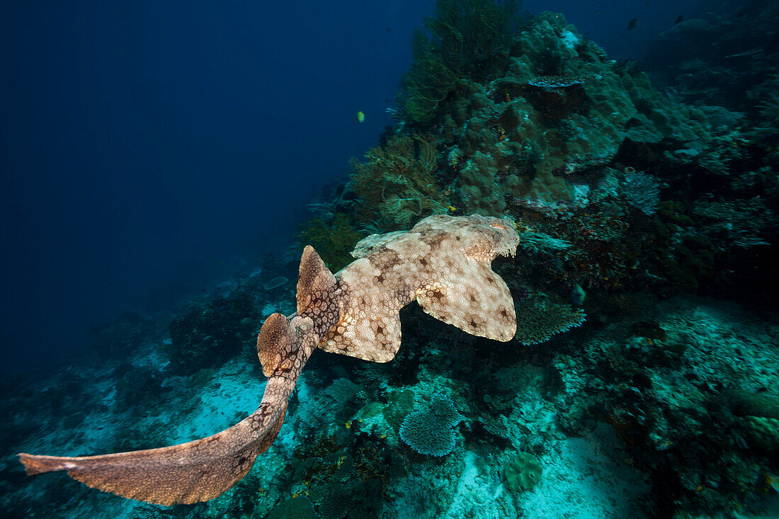 Fransen-Wobbegong, Eucrossorhinus dasypogon, Raja Ampat, West Papua, Indonesien