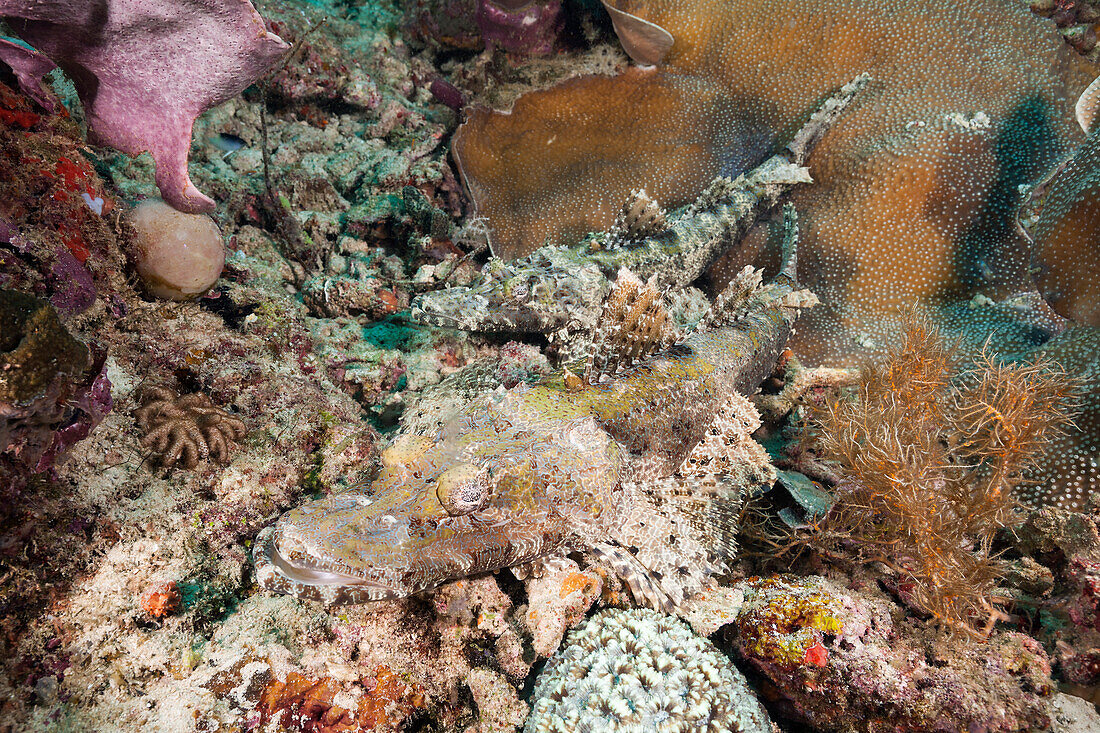 Pair of Brown-cheeked Flatheads, Cymbacephalus beauforti, Raja Ampat, West Papua, Indonesia