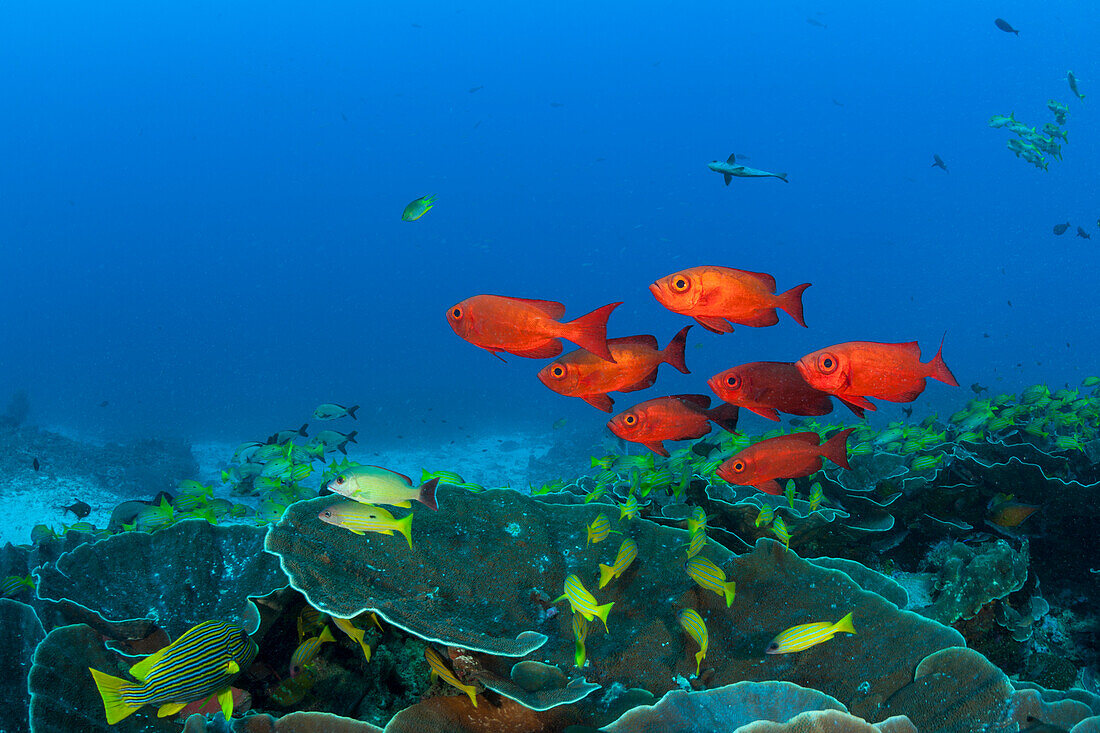 Flock of reef bigeyes, Priacanthus hamrur, Raja Ampat, West Papua, Indonesia