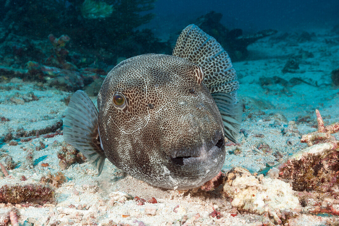 Giant Puffer, Arothron stellatus, Raja Ampat, West Papua, Indonesia