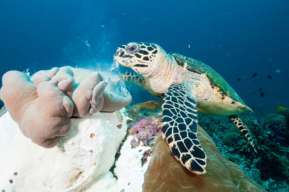 Hawksbill sea turtle, Eretmochelys imbricata, Raja Ampat, West Papua, Indonesia