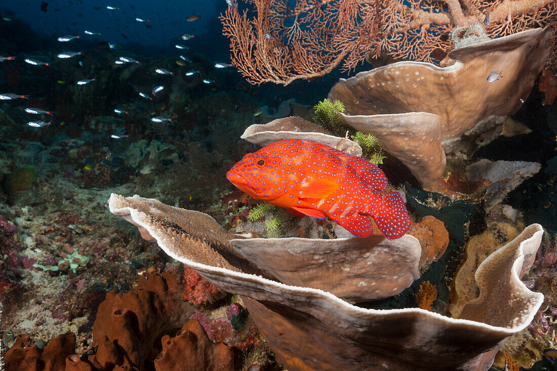 Jewel Grouper, Cephalopholis miniata, Raja Ampat, West Papua, Indonesia