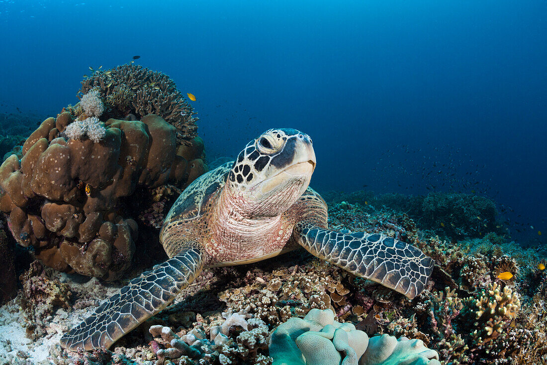 Green sea turtle, Chelonia mydas, Raja Ampat, West Papua, Indonesia