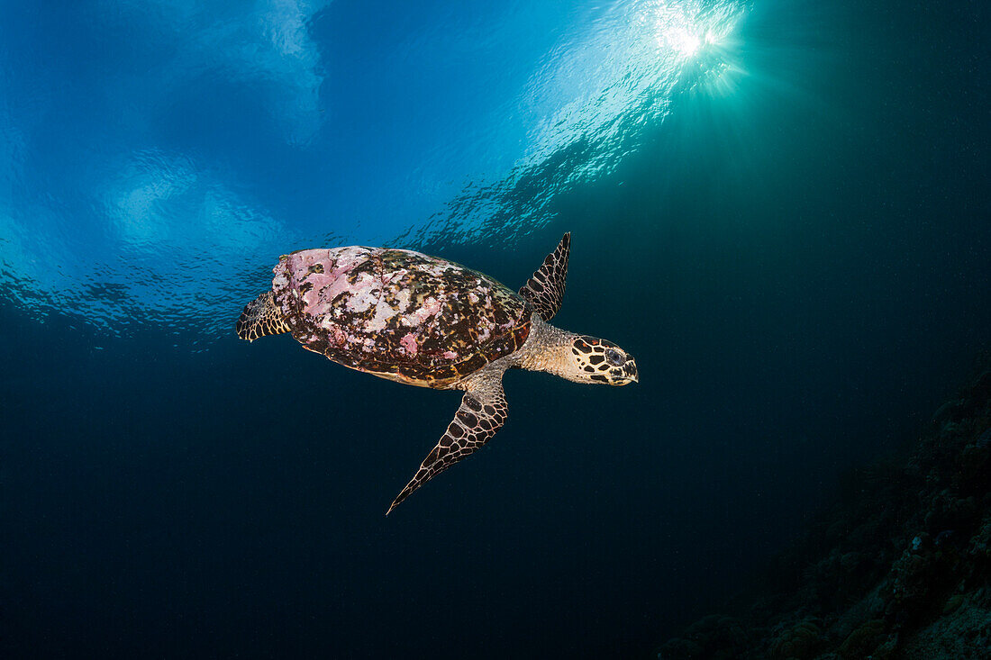 Echte Karettschildkröte, Eretmochelys imbricata, Raja Ampat, West Papua, Indonesien