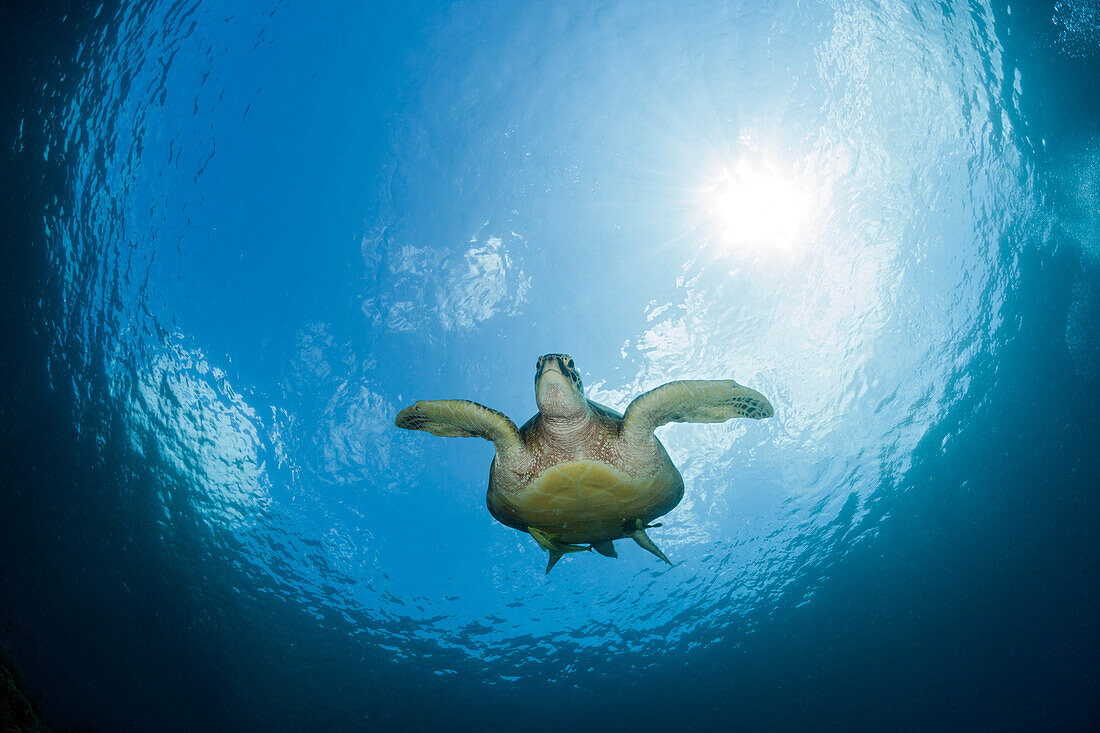 Green sea turtle, Chelonia mydas, Raja Ampat, West Papua, Indonesia