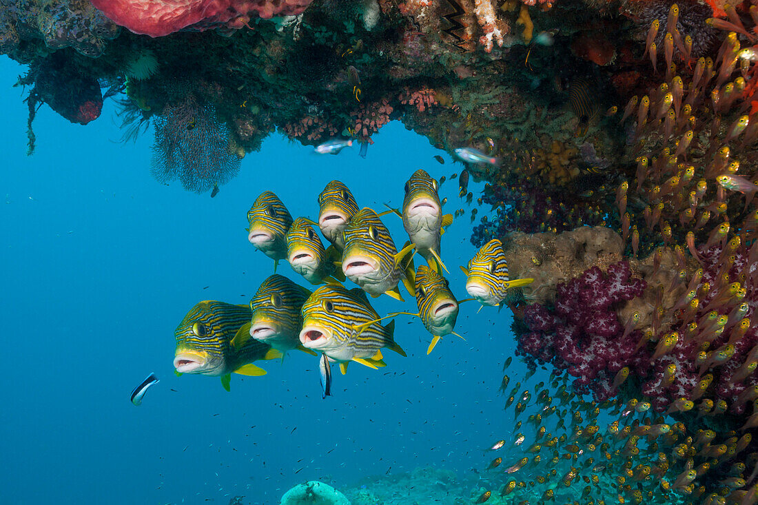 Schwarm Goldstreifen-Süsslippen, Süßlippen, Plectorhinchus polytaenia, Raja Ampat, West Papua, Indonesien