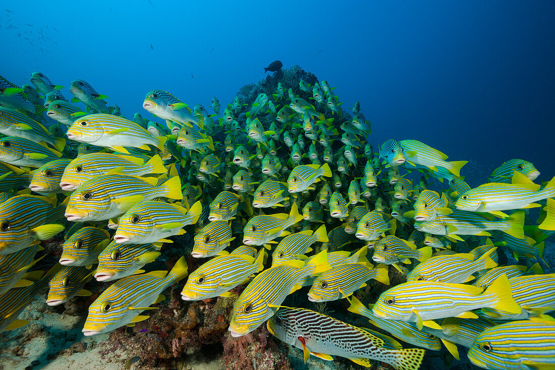 Schwarm Goldstreifen-Süsslippen, Süßlippen, Plectorhinchus polytaenia, Raja Ampat, West Papua, Indonesien
