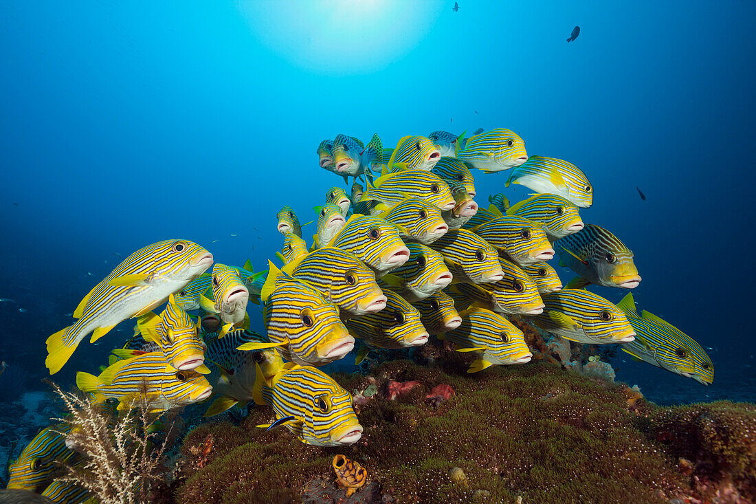 Flock of Goldstreaked Sweetlips, Plectorhinchus polytaenia, Raja Ampat, West Papua, Indonesia