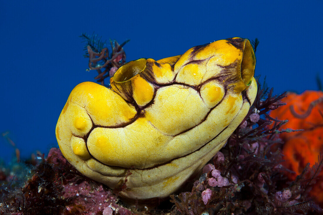 Gold Sea Squirt, Polycarpa aurata, Raja Ampat, West Papua, Indonesia